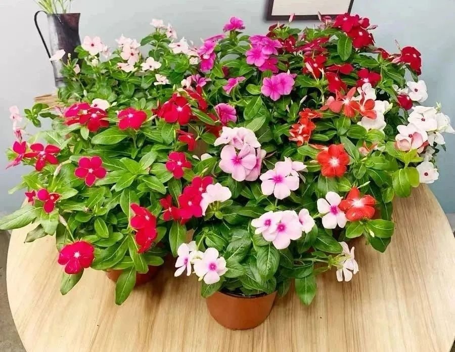 Lãng mạn với 7 cây cảnh nở cả biển hoa rực rỡ suốt 4 mùa, thỏa mãn thú làm vườn vui sướng - Ảnh 7.