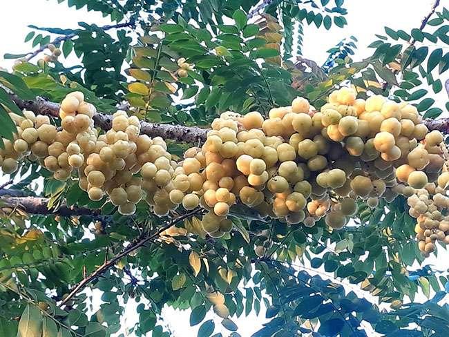 Thứ quả dại bỗng chốc hót cả trong ẩm thực thường ngày lẫn y học cổ truyền, biết giá càng muốn mua ăn - Ảnh 2. Thứ quả dại bỗng chốc hót cả trong ẩm thực thường ngày lẫn y học cổ truyền, biết giá càng muốn mua ăn - Ảnh 2.