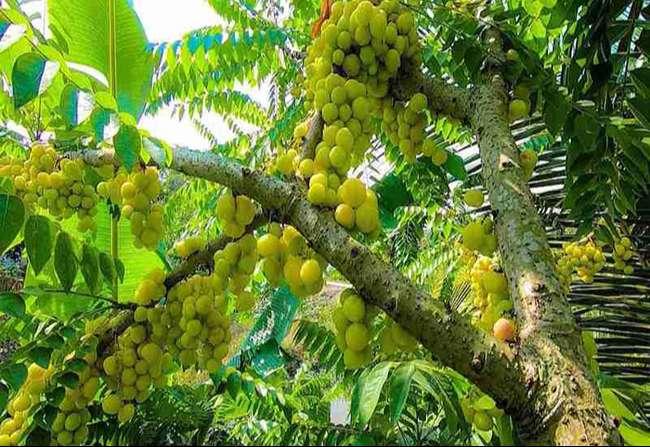 Thứ quả dại bỗng chốc hót cả trong ẩm thực thường ngày lẫn y học cổ truyền, biết giá càng muốn mua ăn - Ảnh 1. Thứ quả dại bỗng chốc hót cả trong ẩm thực thường ngày lẫn y học cổ truyền, biết giá càng muốn mua ăn - Ảnh 1.