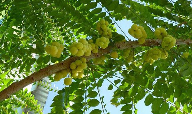 Thứ quả dại bỗng chốc hót cả trong ẩm thực thường ngày lẫn y học cổ truyền, biết giá càng muốn mua ăn - Ảnh 3. Thứ quả dại bỗng chốc hót cả trong ẩm thực thường ngày lẫn y học cổ truyền, biết giá càng muốn mua ăn - Ảnh 3.