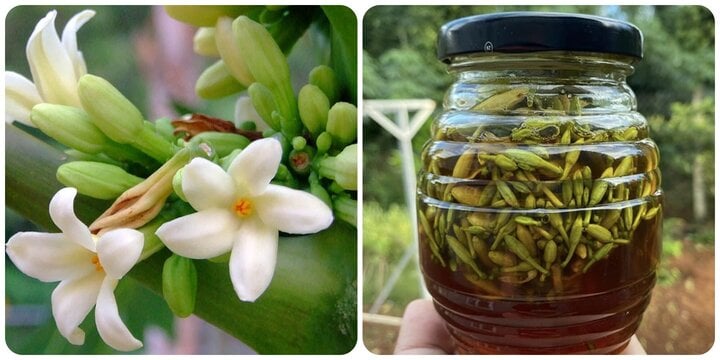 Tác dụng chữa bệnh của hoa đu đủ đực ít ai ngờ đến - Ảnh 1. Tác dụng chữa bệnh của hoa đu đủ đực ít ai ngờ đến - Ảnh 1.