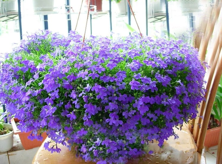 Lãng mạn với 7 cây cảnh nở cả biển hoa rực rỡ suốt 4 mùa, thỏa mãn thú làm vườn vui sướng - Ảnh 13.