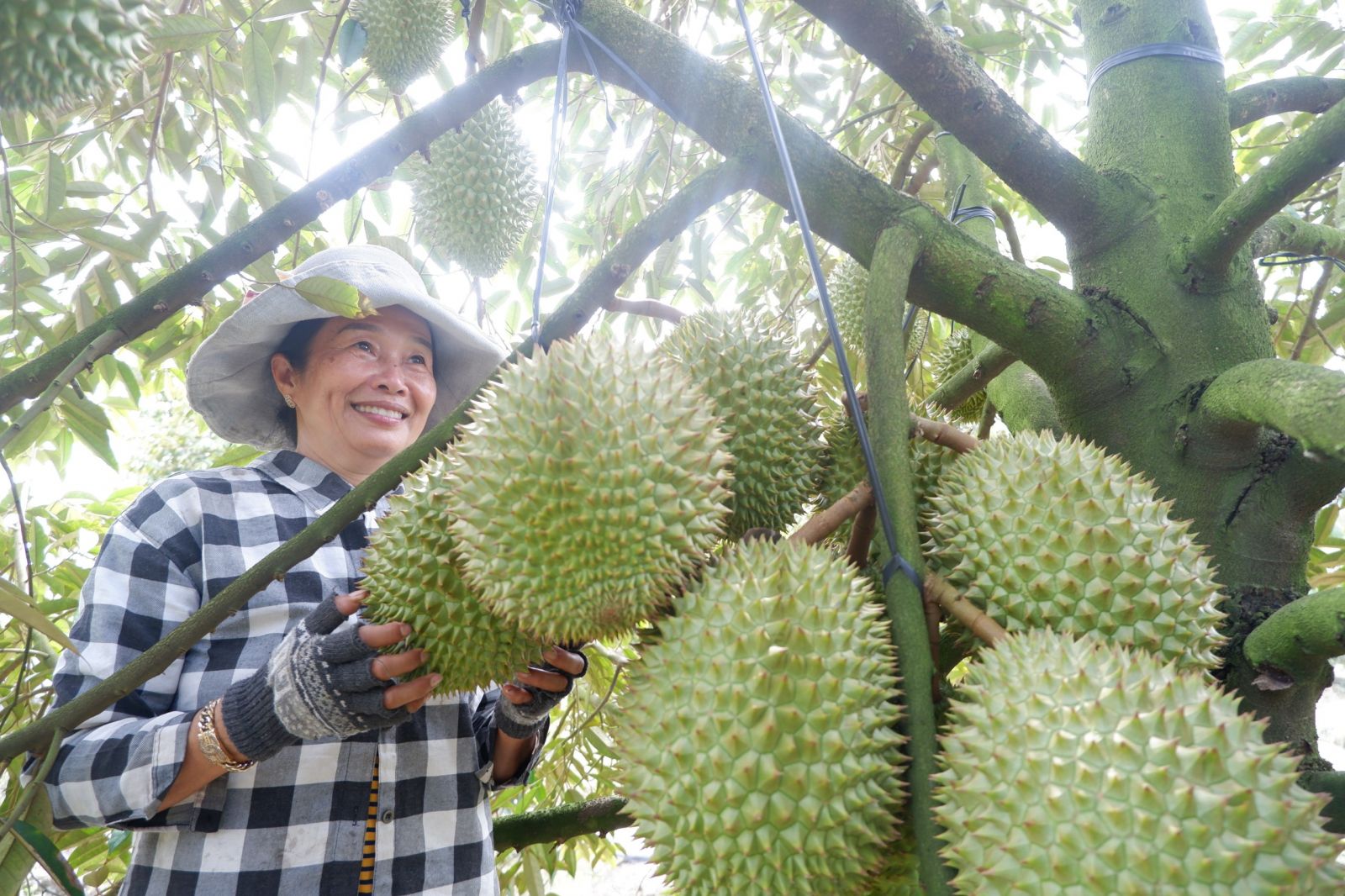 Mặt hàng này của Việt Nam liên tục &quot;đổ bộ&quot; sang Trung Quốc, cuối năm chắc chắn thu hơn 5 tỷ USD  - Ảnh 1.