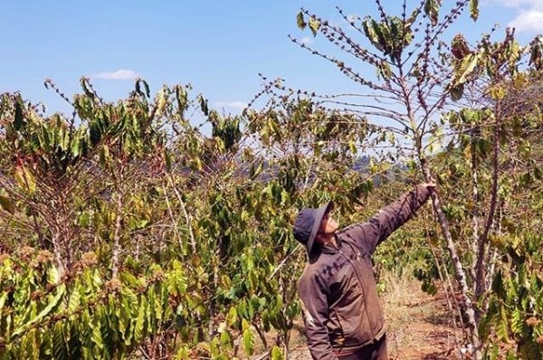 Giá cà phê ngày 30/10: Vẫn giảm, thị trường cà phê trong nước quá lặng sóng   - Ảnh 4.