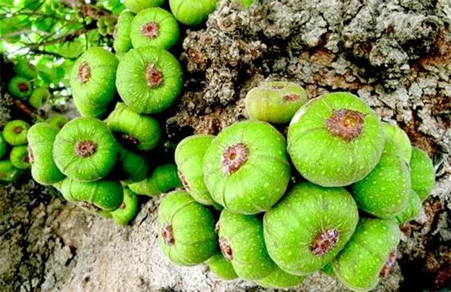 Loại quả nghe tên đã muốn “né”, ăn xong thì lại mê vì ngon và tốt cho sức khỏe, giá rất phải chăng - Ảnh 1.