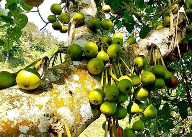Loại quả nghe tên đã muốn “né”, ăn xong thì lại mê vì ngon và tốt cho sức khỏe, giá rất phải chăng - Ảnh 3.
