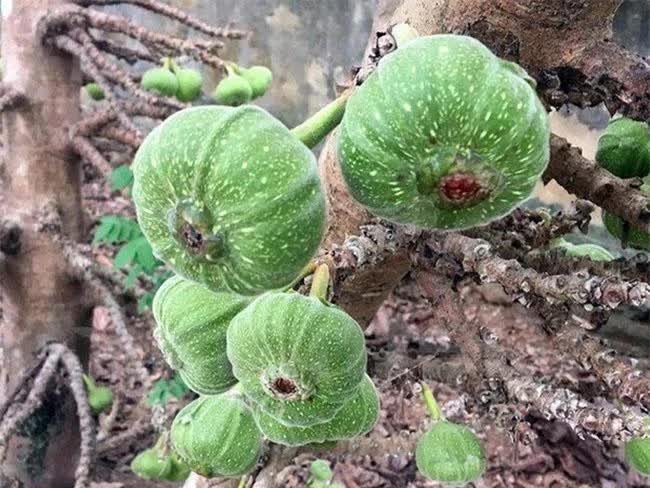 Loại quả nghe tên đã muốn “né”, ăn xong thì lại mê vì ngon và tốt cho sức khỏe, giá rất phải chăng - Ảnh 4.