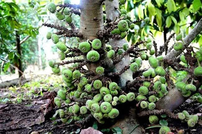 Loại quả nghe tên đã muốn “né”, ăn xong thì lại mê vì ngon và tốt cho sức khỏe, giá rất phải chăng - Ảnh 6.