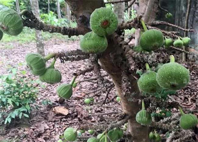 Loại quả nghe tên đã muốn “né”, ăn xong thì lại mê vì ngon và tốt cho sức khỏe, giá rất phải chăng - Ảnh 7.