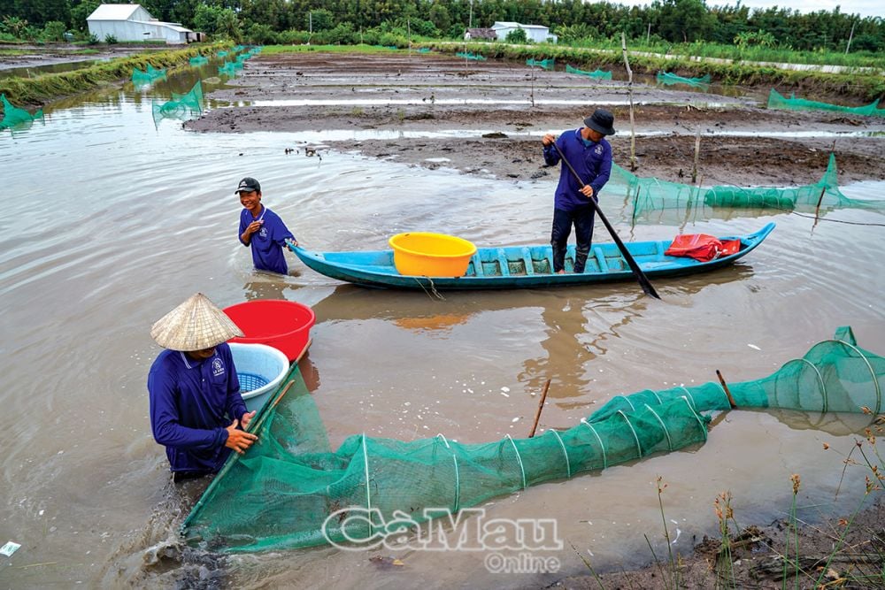 Về Tiểu Dừa xứ U Minh thử đặc sản từ loài cá nhỏ chỉ bằng đầu đũa, vừa ăn vừa xuýt xoa - Ảnh 1.