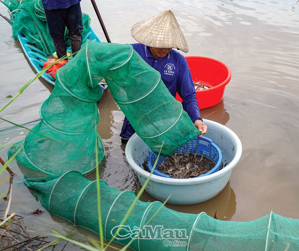Về Tiểu Dừa xứ U Minh thử đặc sản từ loài cá nhỏ chỉ bằng đầu đũa, vừa ăn vừa xuýt xoa - Ảnh 2.