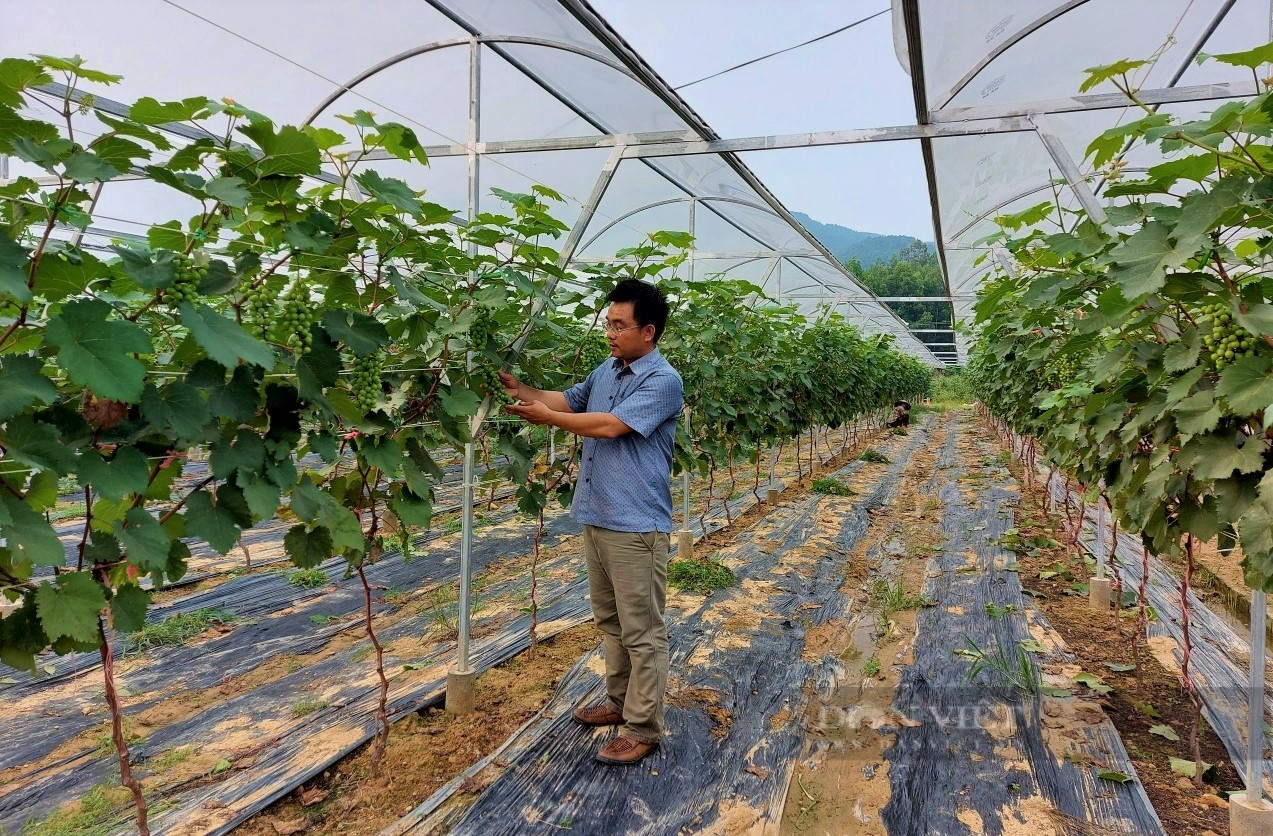 Đầu tư dựng trang trại công nghệ cao trồng đủ thứ trái ngon, anh nông dân Nghệ An lãi một năm nửa tỷ - Ảnh 4.