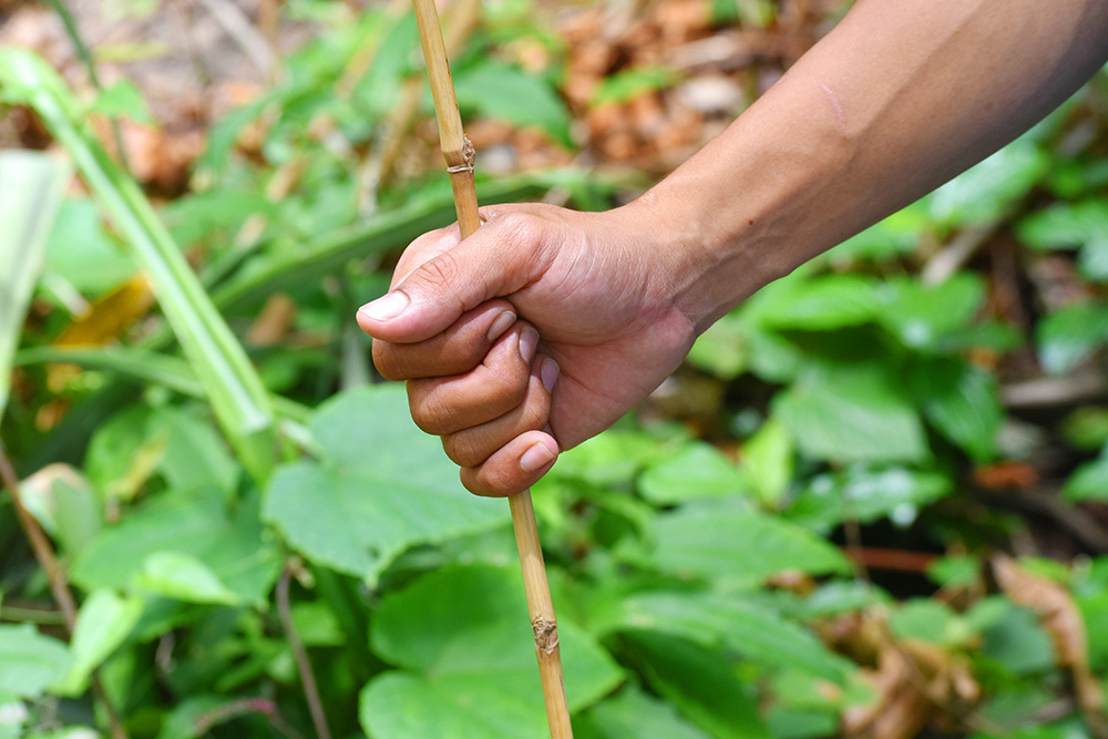 Một con vật bò ra khi mưa ở một ngọn núi nổi tiếng An Giang, lôi ra khỏi hang thành đặc sản - Ảnh 1.