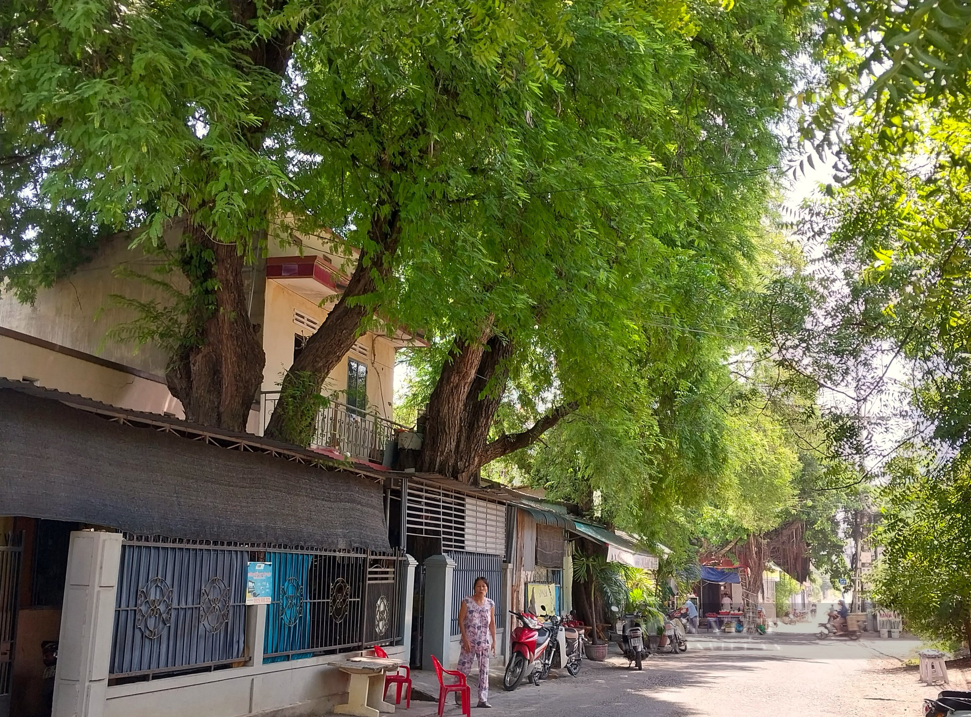 Cây me trong tín ngưỡng và văn hóa ẩm thực của người Chăm ở Ninh Thuận - Ảnh 1.
