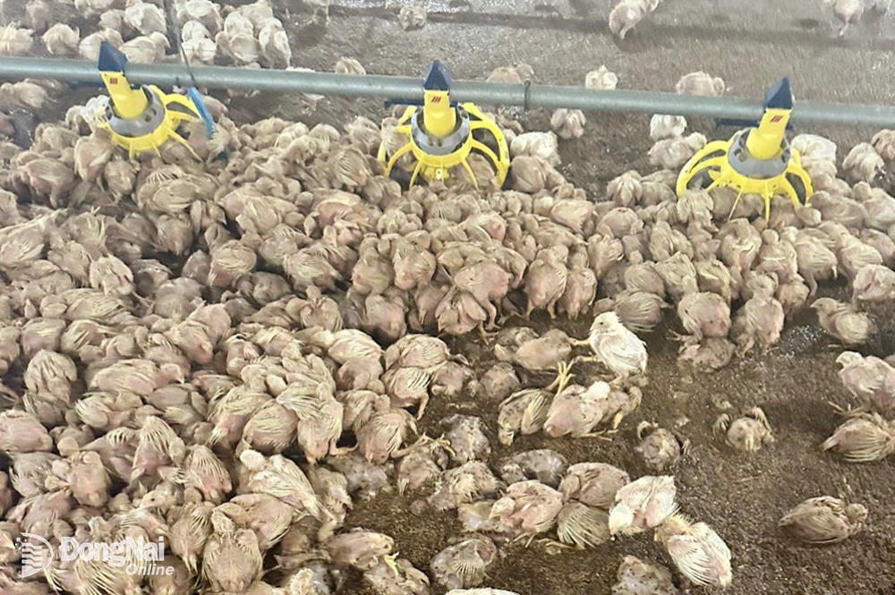 Nước ngập gần 1m trắng trang trại nuôi gà 3,9ha ở một nơi của Đồng Nai, lũ cuốn trôi 4,2 tỷ của nông dân - Ảnh 1.