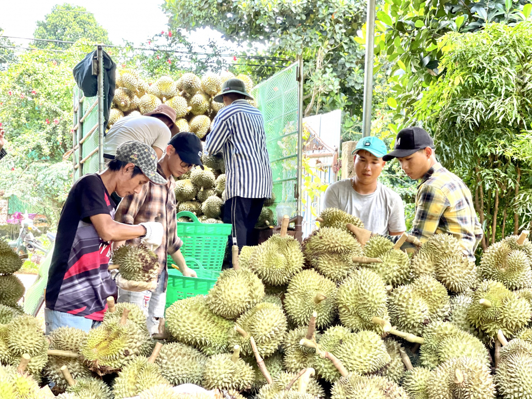 Tiểu thương gom tiền bạc, tài sản chốt giá ào ào vào sầu riêng Đắk Lắk và cái kết vỡ mộng làm giàu - Ảnh 1.