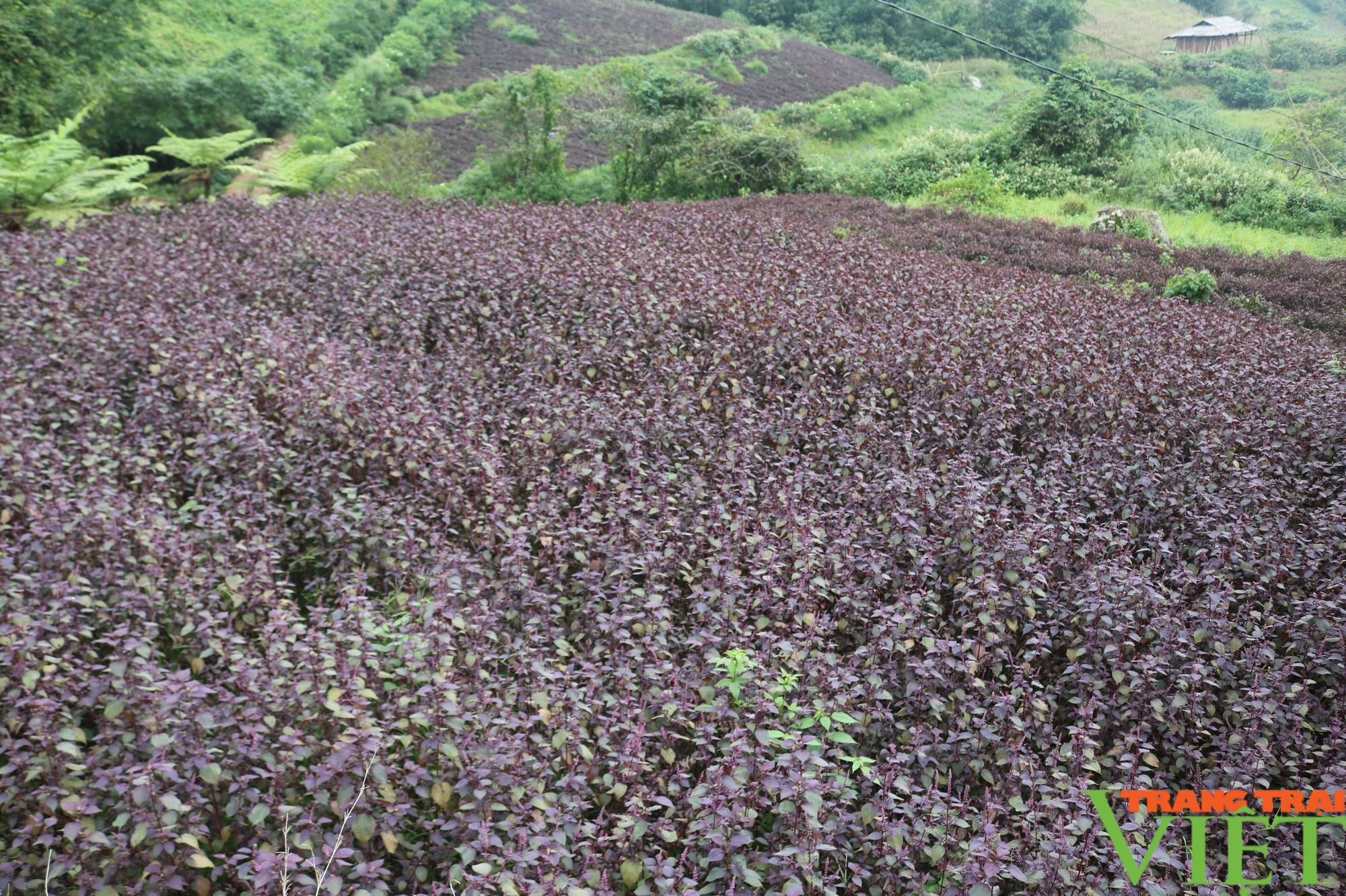 Người phụ nữ quê lúa Thái Bình khởi nghiệp trên đất Sa Pa từ cây tía tô - Ảnh 2.