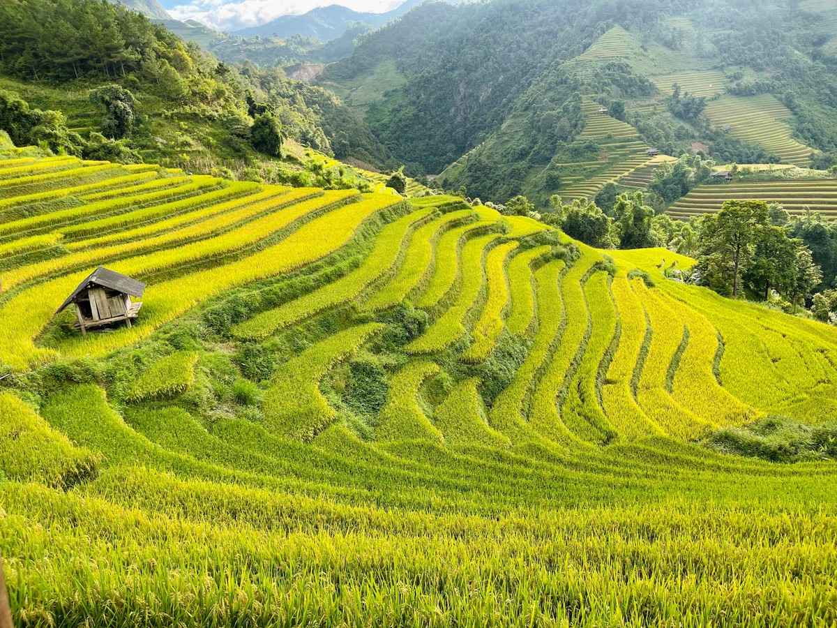Kinh nghiệm và những lưu ý khi đi check in mùa vàng Mù Cang Chải 2023 - Ảnh 5.