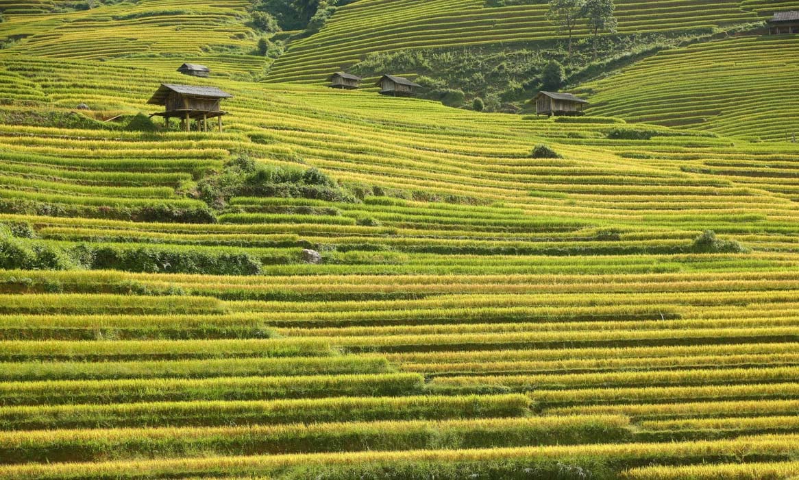 Kinh nghiệm và những lưu ý khi đi check in mùa vàng Mù Cang Chải 2023 - Ảnh 1.