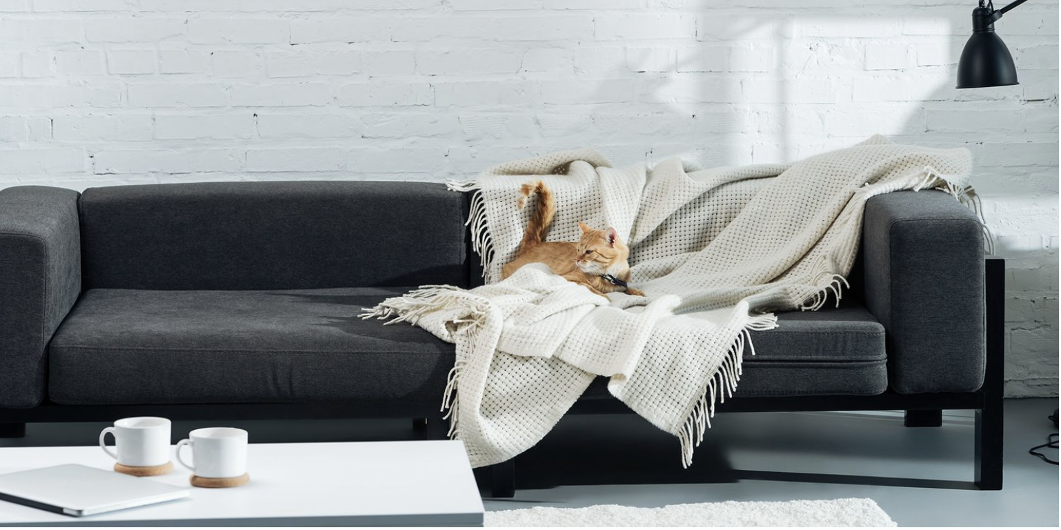 Cách bảo vệ ghế sofa khi nhà nuôi thú cưng  - Ảnh 1.