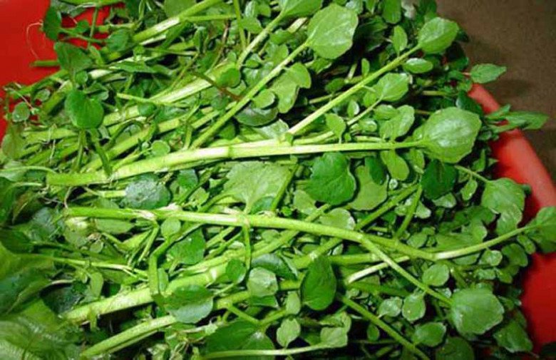 Có sẵn ở chợ Việt, chỉ hơn 10.000 đồng/bó, ví là 'siêu thực phẩm', ngừa được K, hóa ra là loại rau này - Ảnh 6. Có sẵn ở chợ Việt, chỉ hơn 10.000 đồng/bó, ví là 'siêu thực phẩm', ngừa được K, hóa ra là loại rau này - Ảnh 6.