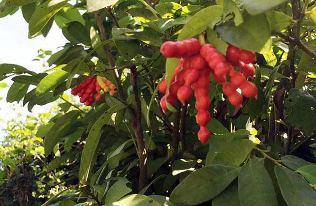 Thứ quả nghe tên thì 'chết ngất' nhưng có hương vị thơm ngon, ăn một lần là nhớ mãi - Ảnh 6. Thứ quả nghe tên thì 'chết ngất' nhưng có hương vị thơm ngon, ăn một lần là nhớ mãi - Ảnh 6.