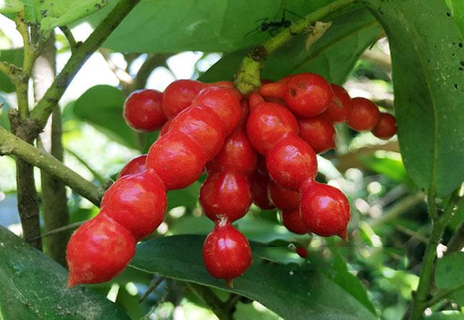 Thứ quả nghe tên thì 'chết ngất' nhưng có hương vị thơm ngon, ăn một lần là nhớ mãi - Ảnh 7. Thứ quả nghe tên thì 'chết ngất' nhưng có hương vị thơm ngon, ăn một lần là nhớ mãi - Ảnh 7.