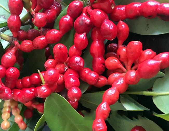Thứ quả nghe tên thì 'chết ngất' nhưng có hương vị thơm ngon, ăn một lần là nhớ mãi - Ảnh 5. Thứ quả nghe tên thì 'chết ngất' nhưng có hương vị thơm ngon, ăn một lần là nhớ mãi - Ảnh 5.