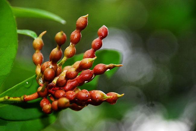 Thứ quả nghe tên thì 'chết ngất' nhưng có hương vị thơm ngon, ăn một lần là nhớ mãi - Ảnh 3. Thứ quả nghe tên thì 'chết ngất' nhưng có hương vị thơm ngon, ăn một lần là nhớ mãi - Ảnh 3.