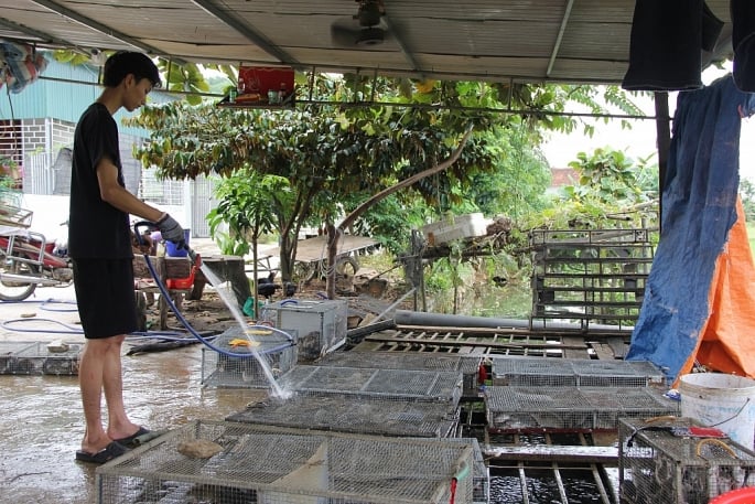 Kỳ lạ một ngôi làng ở Nghệ An từ già đến trẻ, từ đàn ông đến đàn bà đều &quot;nghiện&quot; ăn thịt chuột đồng - Ảnh 8.