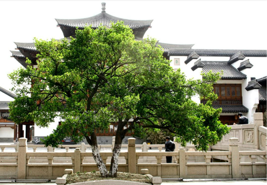 Người xưa nói: &quot;Trong sân không cây, gia đình bớt lộc&quot;, 7 cây nên trồng để rước tài, chiêu an - Ảnh 9.
