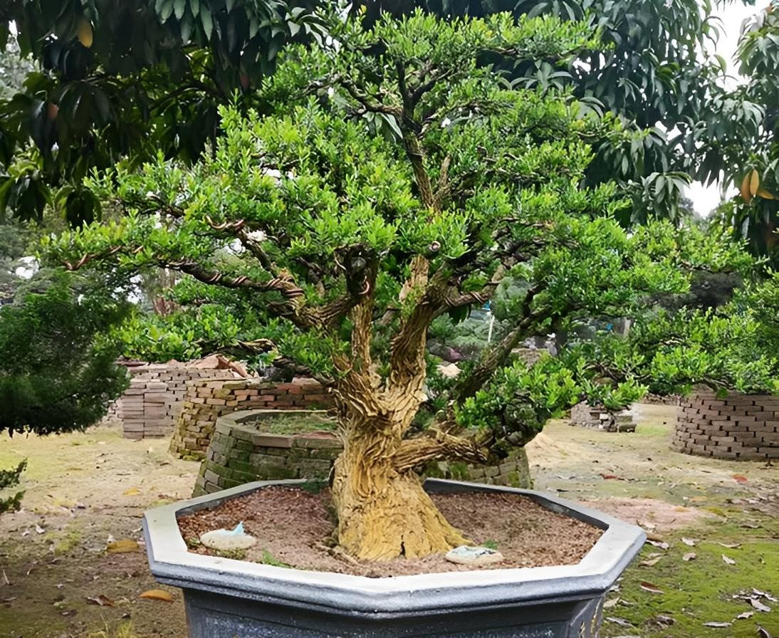 Người xưa nói: &quot;Trong sân không cây, gia đình bớt lộc&quot;, 7 cây nên trồng để rước tài, chiêu an - Ảnh 8.