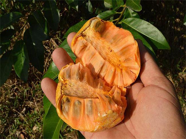 Loại quả này có hương vị thơm ngon, lại có thể làm thuốc, biết giá ai cũng muốn mua - Ảnh 9. Loại quả này có hương vị thơm ngon, lại có thể làm thuốc, biết giá ai cũng muốn mua - Ảnh 9.