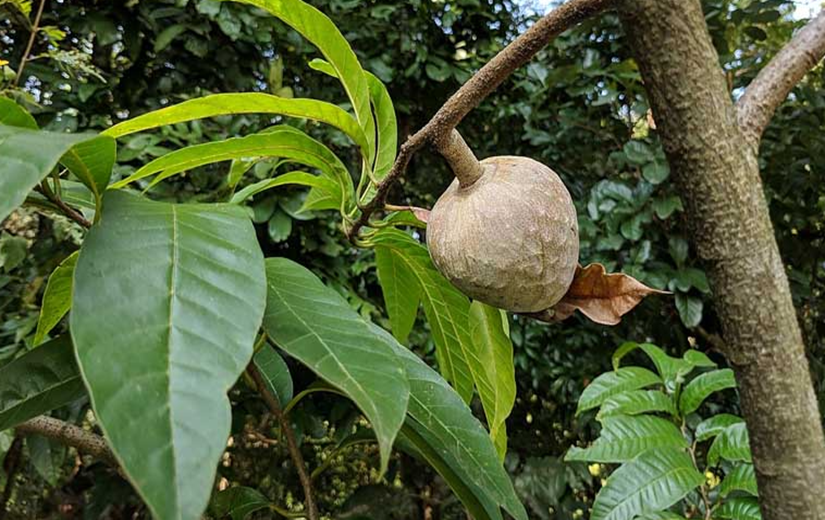 Loại quả này có hương vị thơm ngon, lại có thể làm thuốc, biết giá ai cũng muốn mua - Ảnh 4. Loại quả này có hương vị thơm ngon, lại có thể làm thuốc, biết giá ai cũng muốn mua - Ảnh 4.