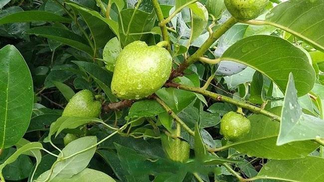 Loại quả này có hương vị thơm ngon, lại có thể làm thuốc, biết giá ai cũng muốn mua - Ảnh 3. Loại quả này có hương vị thơm ngon, lại có thể làm thuốc, biết giá ai cũng muốn mua - Ảnh 3.