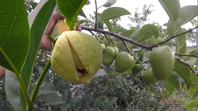Loại quả này có hương vị thơm ngon, lại có thể làm thuốc, biết giá ai cũng muốn mua - Ảnh 6. Loại quả này có hương vị thơm ngon, lại có thể làm thuốc, biết giá ai cũng muốn mua - Ảnh 6.