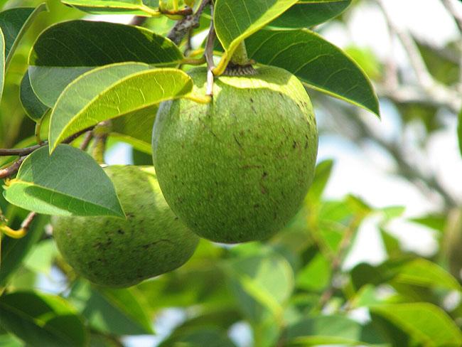 Loại quả này có hương vị thơm ngon, lại có thể làm thuốc, biết giá ai cũng muốn mua - Ảnh 2. Loại quả này có hương vị thơm ngon, lại có thể làm thuốc, biết giá ai cũng muốn mua - Ảnh 2.