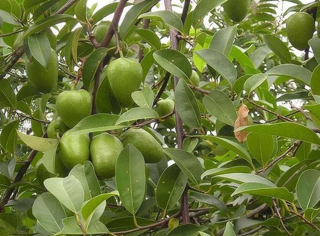 Loại quả này có hương vị thơm ngon, lại có thể làm thuốc, biết giá ai cũng muốn mua - Ảnh 1. Loại quả này có hương vị thơm ngon, lại có thể làm thuốc, biết giá ai cũng muốn mua - Ảnh 1.