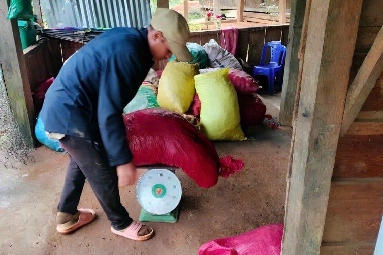 Người dân ở thủ phủ “sương mù” huyện Tu Mơ Rông kéo nhau vào các cánh rừng săn “thần dược” ngũ vị tử - Ảnh 2.
