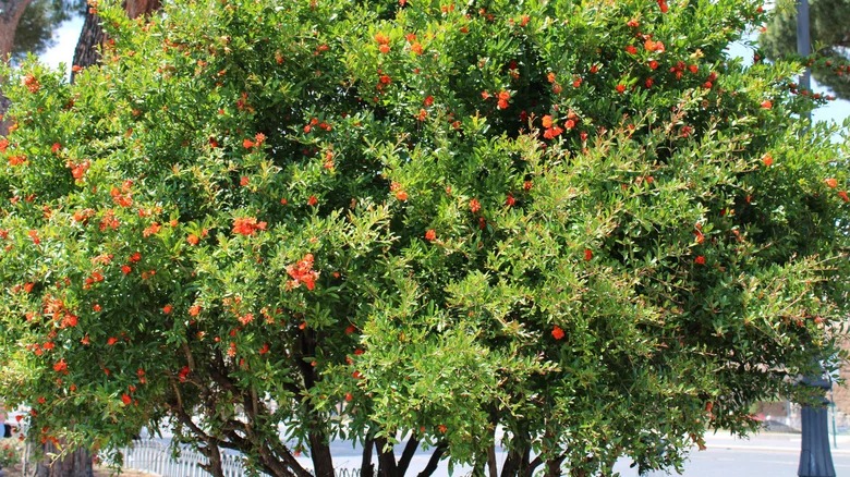 Người xưa nói: &quot;Trong sân không cây, gia đình bớt lộc&quot;, 7 cây nên trồng để rước tài, chiêu an - Ảnh 3.
