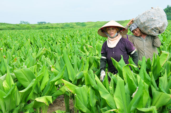 Tạo lập, quản lý và phát triển nhãn hiệu “Dược liệu Khoái Châu” - Ảnh 1.