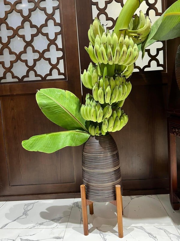 Rộ mốt mua chuối buồng trang trí nhà - Ảnh 1.