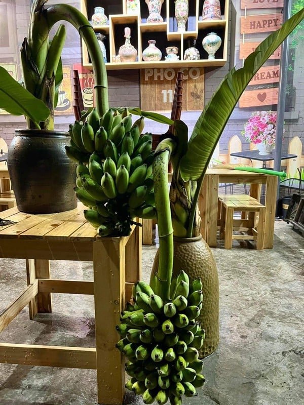 Rộ mốt mua chuối buồng trang trí nhà - Ảnh 4.