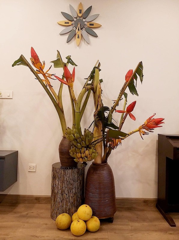 Rộ mốt mua chuối buồng trang trí nhà - Ảnh 5.