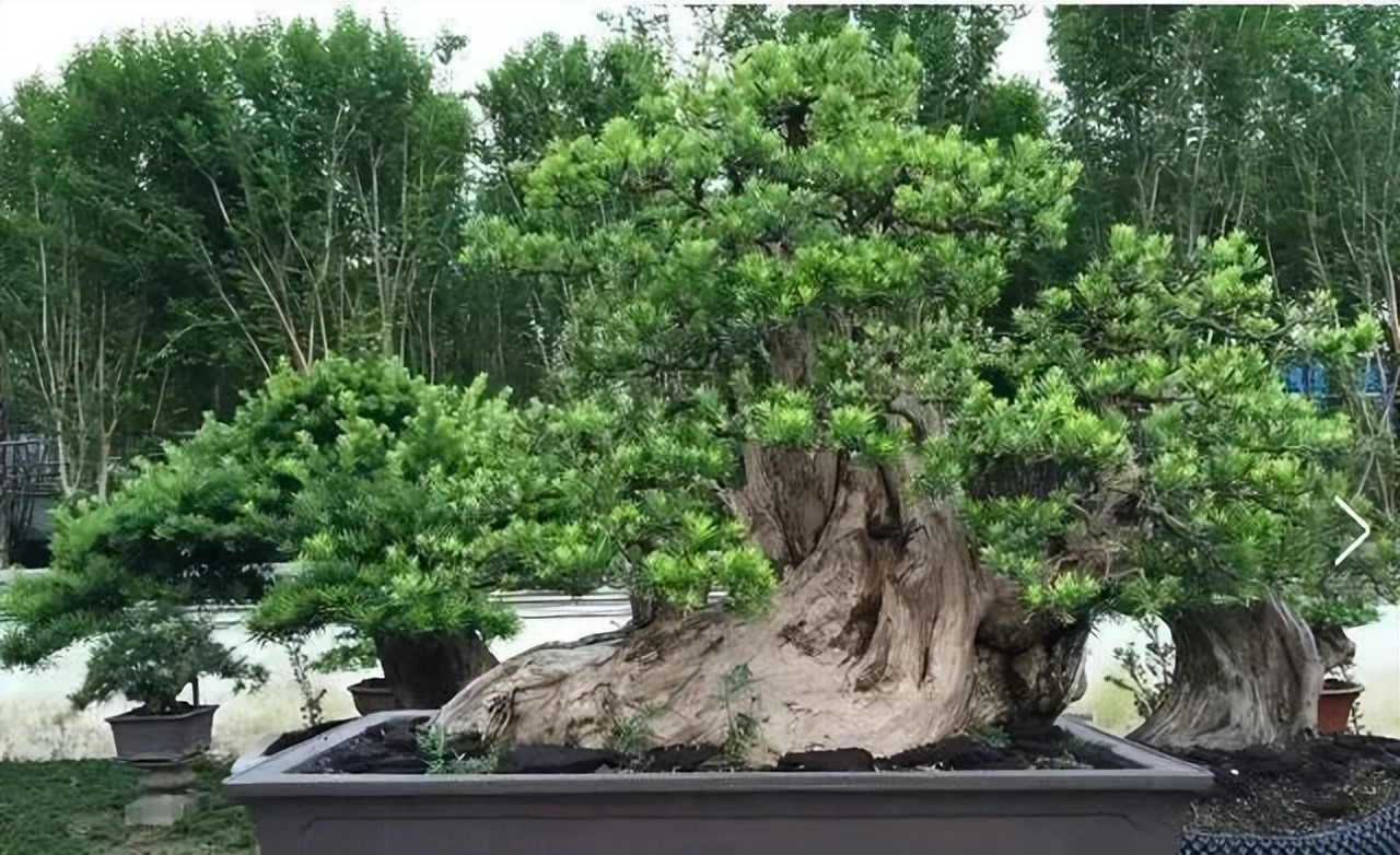 Người xưa nói: &quot;Trong sân không cây, gia đình bớt lộc&quot;, 7 cây nên trồng để rước tài, chiêu an - Ảnh 7.
