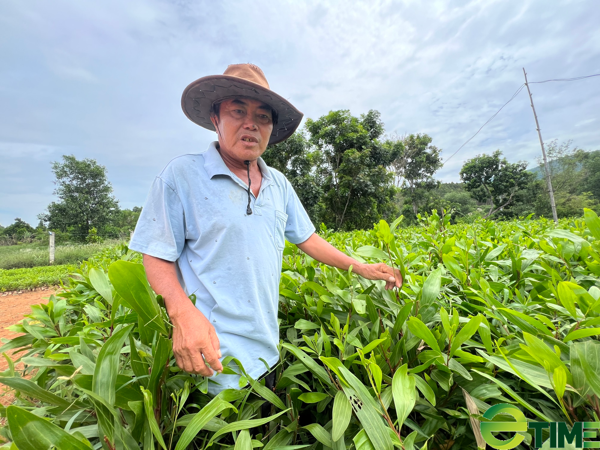 Thú vị cuộc đời của những nông dân vượt khó làm giàu tại Bình Định - Ảnh 1. Thú vị cuộc đời của những nông dân vượt khó làm giàu tại Bình Định - Ảnh 1.
