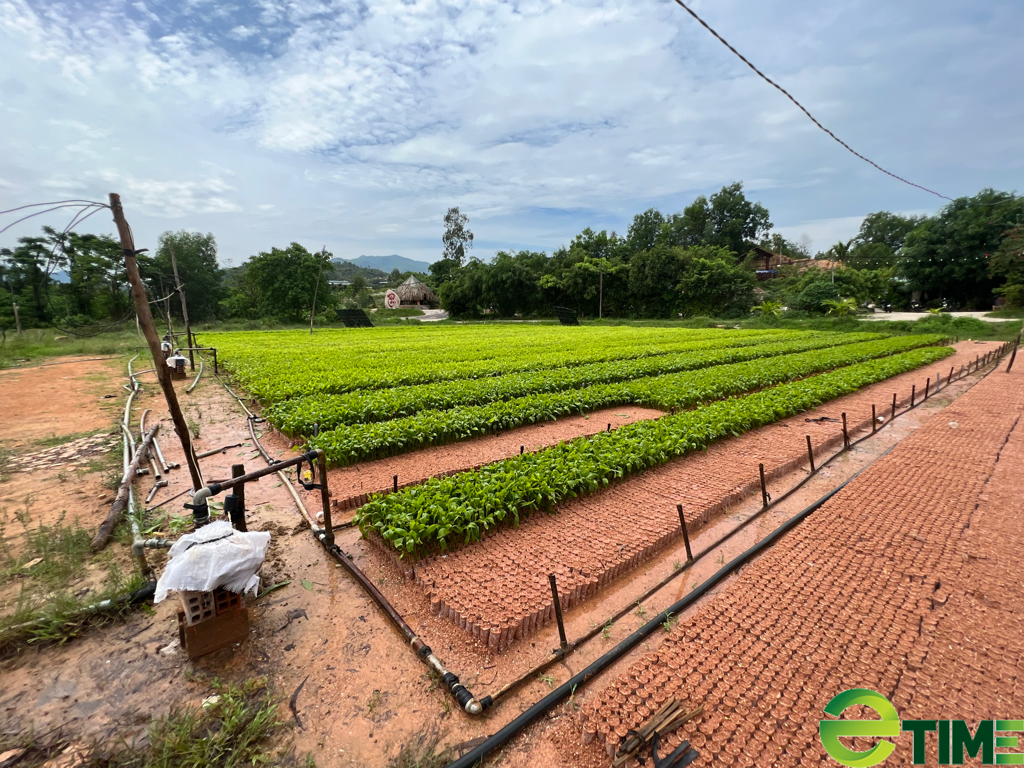 Thú vị cuộc đời của những nông dân vượt khó làm giàu tại Bình Định - Ảnh 2. Thú vị cuộc đời của những nông dân vượt khó làm giàu tại Bình Định - Ảnh 2.