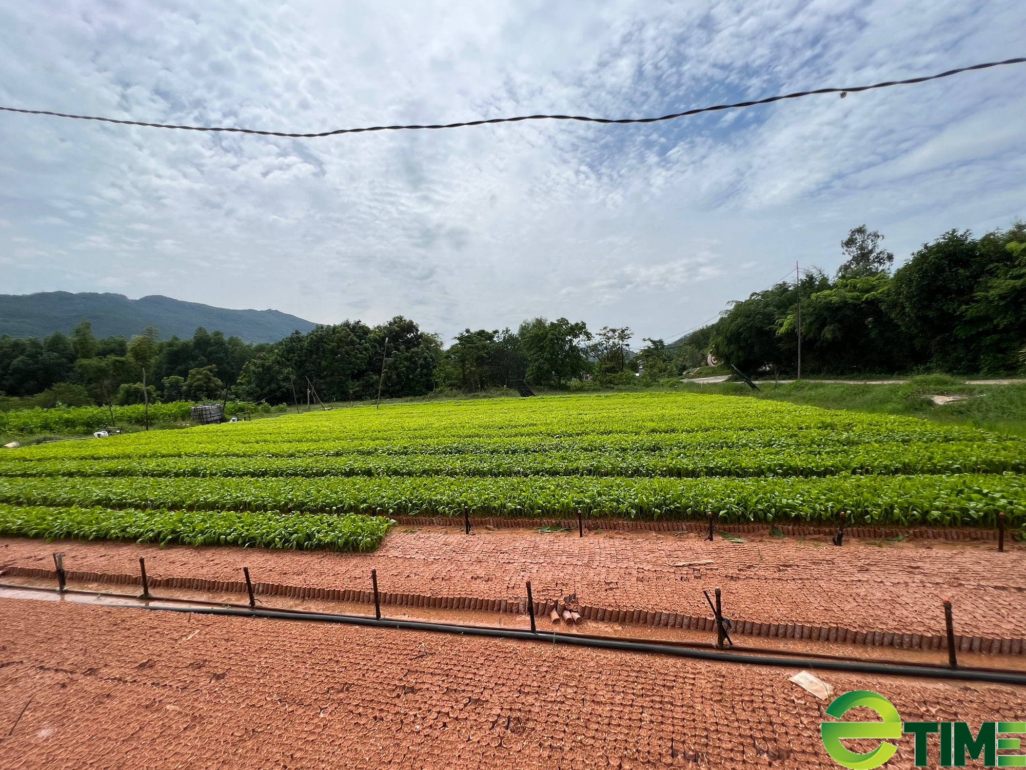 Thú vị cuộc đời của những nông dân vượt khó làm giàu tại Bình Định - Ảnh 3. Thú vị cuộc đời của những nông dân vượt khó làm giàu tại Bình Định - Ảnh 3.