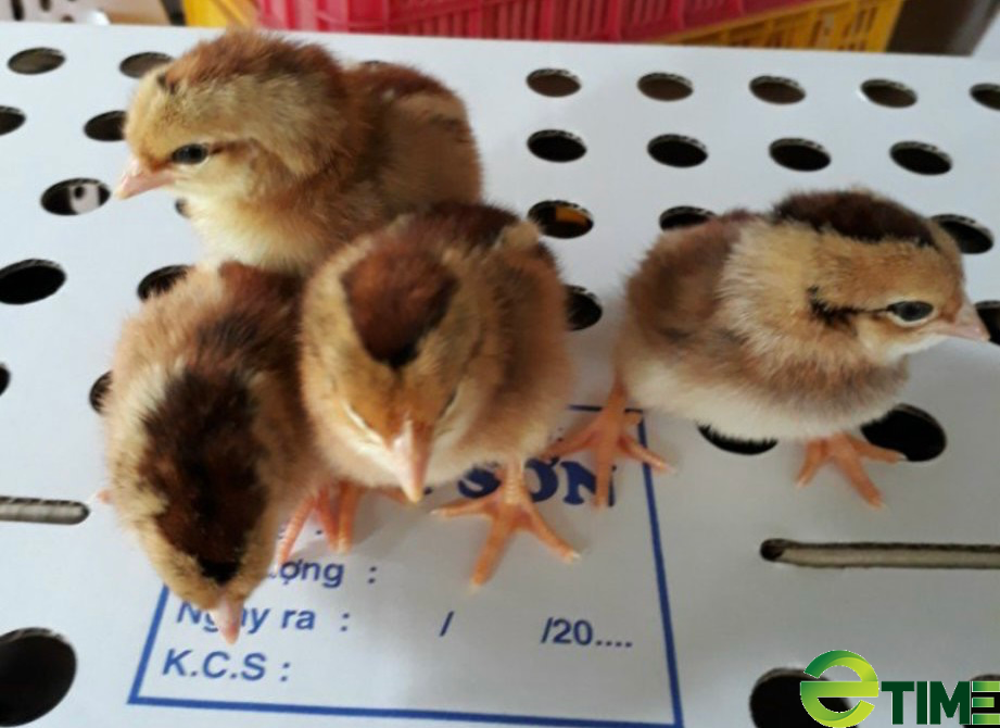 Thú vị cuộc đời của những nông dân vượt khó làm giàu tại Bình Định - Ảnh 5. Thú vị cuộc đời của những nông dân vượt khó làm giàu tại Bình Định - Ảnh 5.