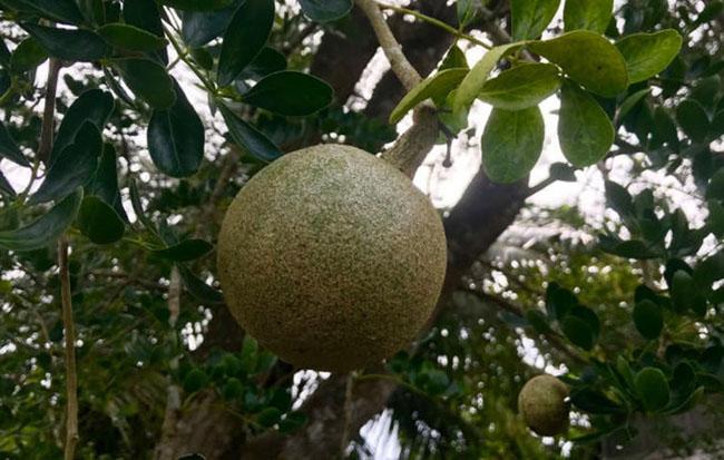 Thứ quả rất quý hiếm và độc đáo của miền Tây Nam bộ, biết giá ai cũng phải tìm mua ăn bằng được - Ảnh 4.